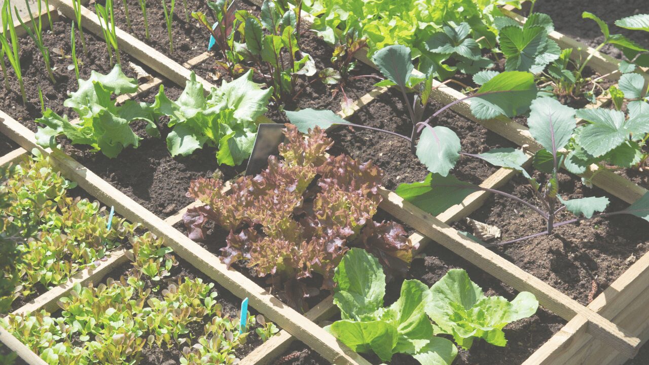 Un potager verdoyant et bien entretenu lors d'une étude agronomique.