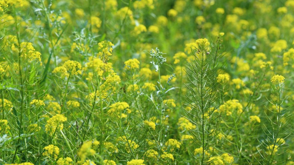 Mustard blanc en pleine floraison, utilisé dans la phytorémédiation pour sa capacité à dépolluer le sol