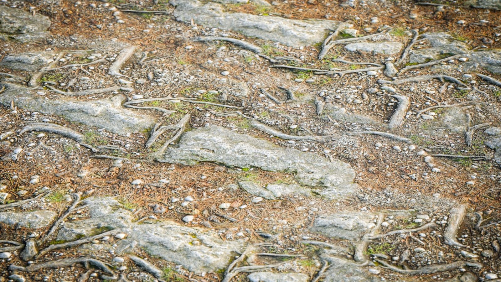 Une image décrivant un sol rocheux, montrant la présence de roches et de graviers de différentes tailles