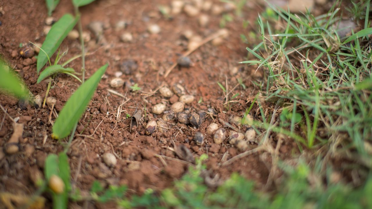 terrain contenant des polluants en France